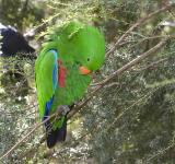 male Eclectus Parrot