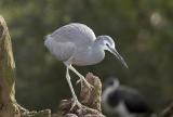 Blue-Heron-4622.jpg