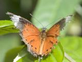 Orange-Btfly-4465.jpg