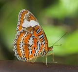 Orange-BtFly4471.jpg