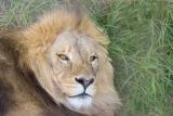Lion-4678.jpg