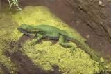 Lizard-4697.jpg