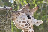 Giraffe-eating4672.jpg