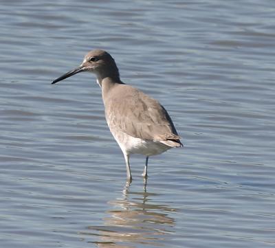 Willet