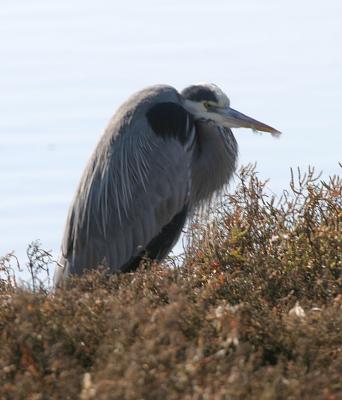 Great Blue Heron in breeding plumage