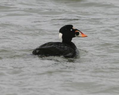 Surf Scoter,adult male