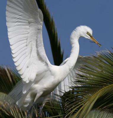 Great Egret bringing nesting materials