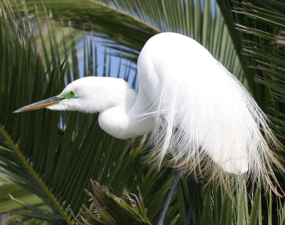 Great Egret