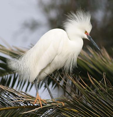 Snowy Egret windblown in breeding plumage