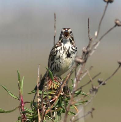 Song Sparrow singing