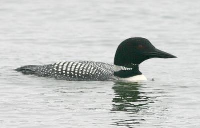 Common Loon in full breeding plumage