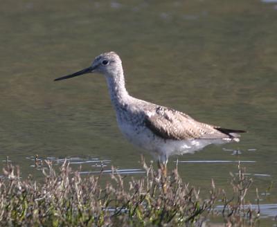 Greater Yellowlegs in winter plumage