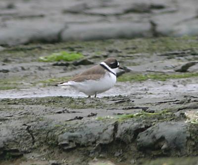 Semi-palmated Plover in breeding plumage