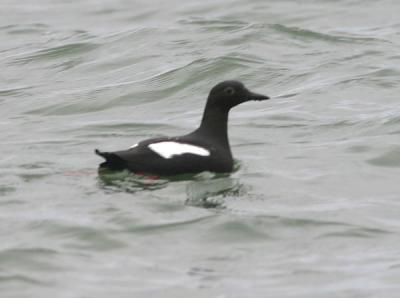 Pigeon Guillemot