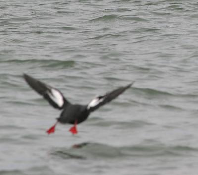 Pigeon Guillemot