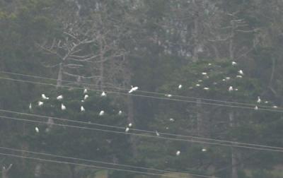 Heron and Egret Rookery in Eucalyptus trees