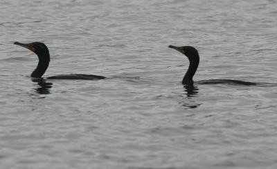 Double-crested Cormorants in bay waters
