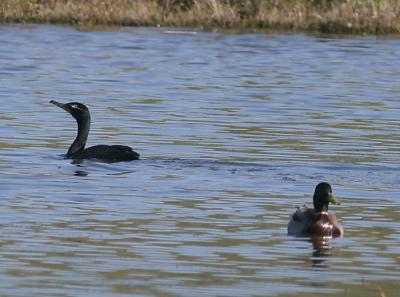 Double-crested Cormorant in fresh water with Mallard