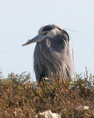 Great Blue Heron in breeding plumage