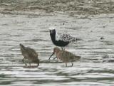 Black-bellied Plover in full breeding plumage with Dowitchers