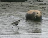 California Sea Lion eyes Black-bellied Plover in partial breeding plumage