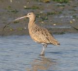 Long-billed Curlew