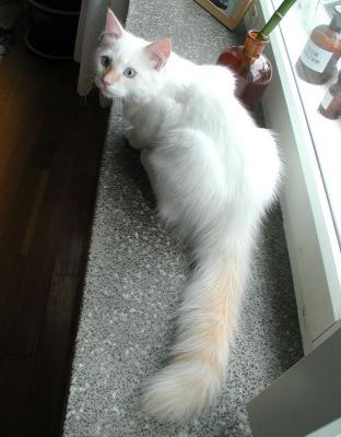 Nasu posing on the window sill of his  new home in Helsinki.