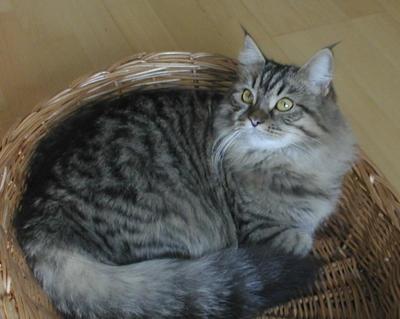 Siberian Cat Hilda aka Amante's Erminia