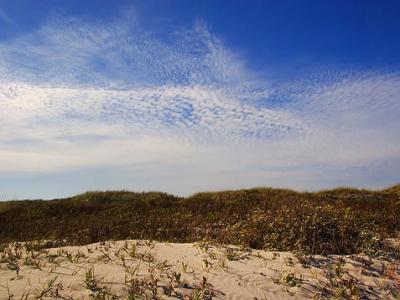 Padre Island Dunes 5162