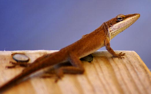 Lizard 5052