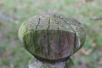 IMG_0011lamppost.jpg