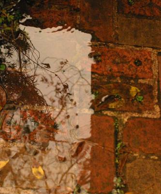 IMG_0519after rain 2.jpg