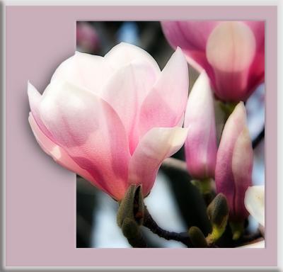 Magnolia