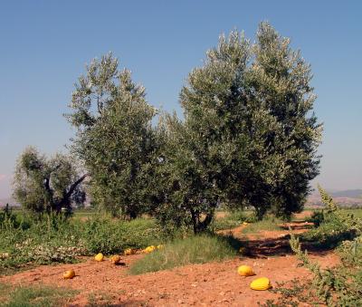 Olive Trees and Melons in the Maremma