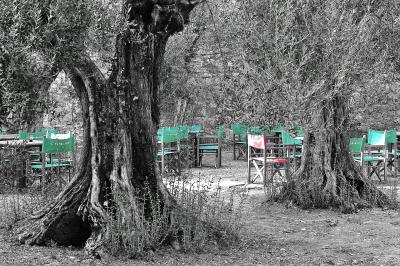 Olive Trees at Castiglione del Lago