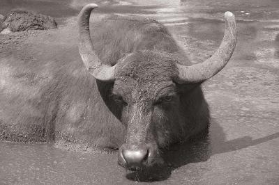 Water Buffalo of the Tenuta Vanullo