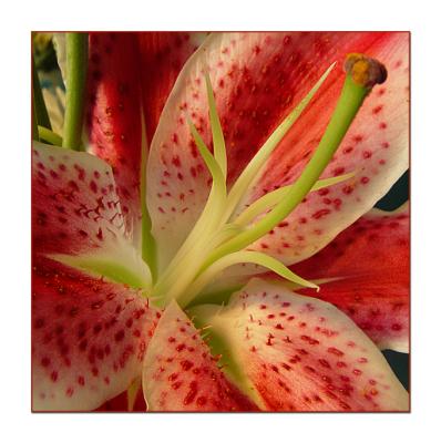 u17/michelep/medium/13046602.tigerlilycenter.jpg