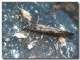 newly molted salmonfly from lower Sac 4-20-05.jpg