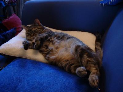 This was taken minutes after my long walk home (see The Voyage Home album). Jemima certainly knows how to welcome people.