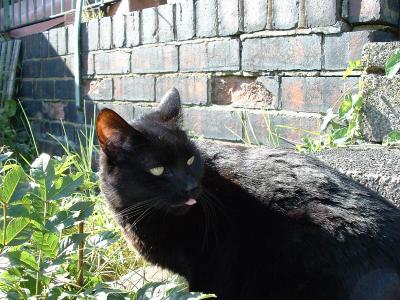The Punk attitude finally reaches the feline world.
