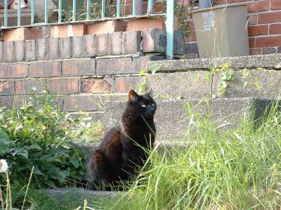 Annie ponders on why there are no photos of Franky here. Well that's because she hides under a dark bed all day.