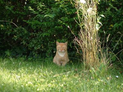 No idea who this guy is, he just stuck his head in the garden and stared at me.