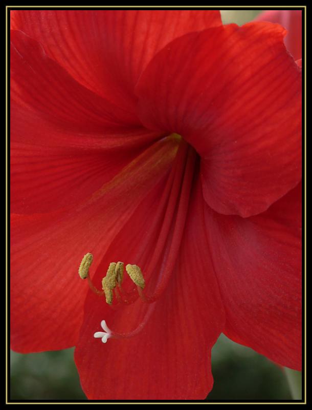 Amaryllis