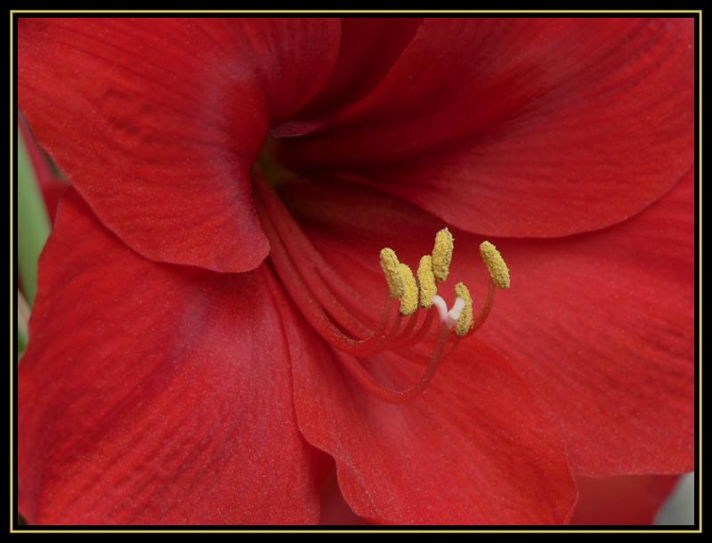 Amaryllis
