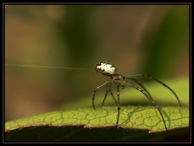 Spider Shooting it's Web