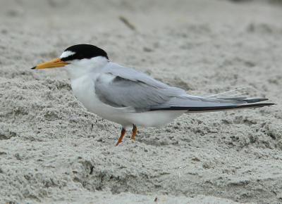 Least Tern