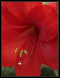 Amaryllis