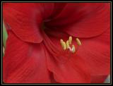 Amaryllis