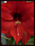Amaryllis Front