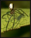 Small Spider